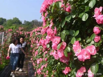 6萬株月季燦爛綻放，月季花舞內(nèi)江資中