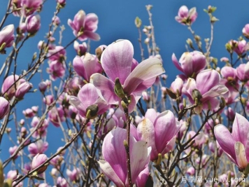 玉蘭科普：玉蘭花開(kāi)，春色自來(lái)