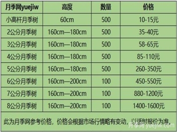 南陽月季樹苗圃_月季樹價格_月季樹多少錢一株