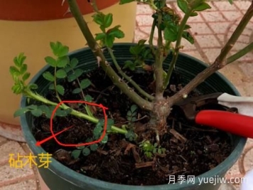 春天月季腳芽要抹掉嗎？這3種情況需要處理掉