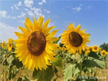 十種夏季開花植物