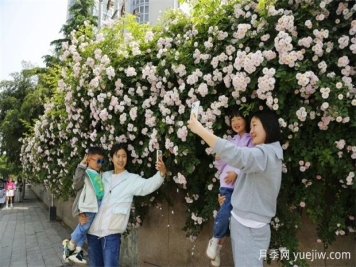 南陽(yáng)薔薇花開的時(shí)節(jié)滿城春