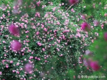 無錫的薔薇開好了，快來打卡！