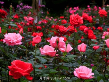 月季名園：郴州南嶺植物園月季園