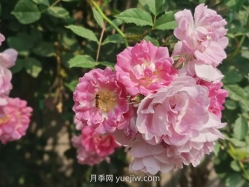 通俗版：薔薇、月季、玫瑰分辨指南