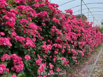 薔薇花的夢幻旋律