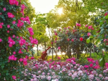 上海前灘休閑公園，月季花海盛景等你賞