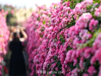 紅河彌勒月季花墻，安吉拉出彩綻放