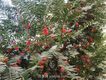 紅豆杉如何養(yǎng)護(hù)