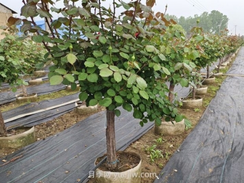 低桿地面缽月季樹基地，控根缽高成活