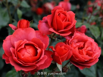 月季和薔薇有什么區(qū)別？