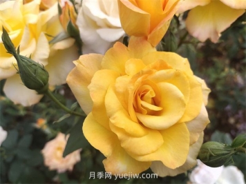 月季花好養(yǎng)嗎？