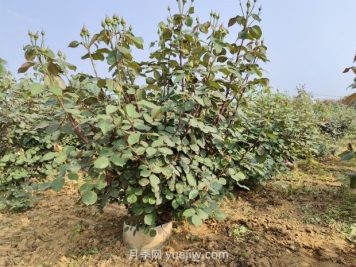 大花月季種植密度，每平幾棵？