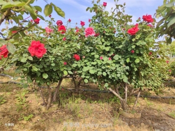 綠化苗木的培育栽植及管理