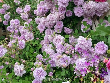 藍(lán)色陰雨月季，花開如瀑的藍(lán)紫色爬藤