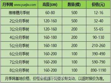 3公分月季樹(shù)多少錢(qián)？2024年樹(shù)狀月季新價(jià)格