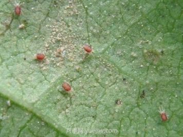 夏季月季高發(fā)的紅蜘蛛怎么有效預(yù)防？