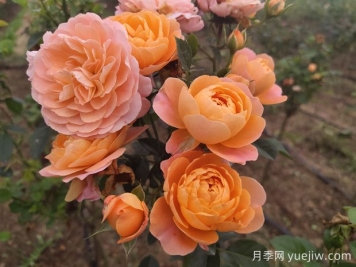 如何栽培適合初學(xué)者的月季花品種？