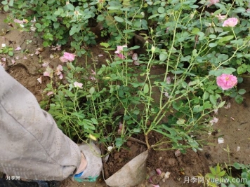 仙境月季美植袋苗美化湖北綠化工地