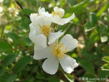 薔薇百科之野薔薇