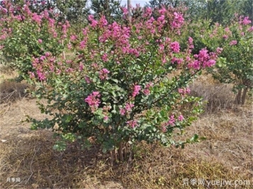 北方5種夏季觀花喬木