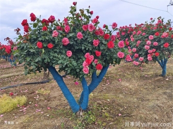 移栽大樹時(shí)透氣管的類型和作用有哪些？