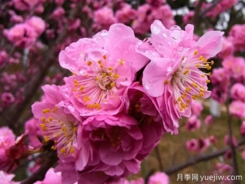 冬季里最耐寒的15種花卉，最耐寒的花推薦