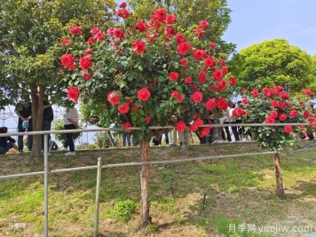 老舊小區(qū)綠化改造要點(diǎn)和常用樹種配置