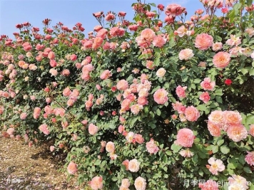 推薦16種攀爬植物，庭院花墻常用