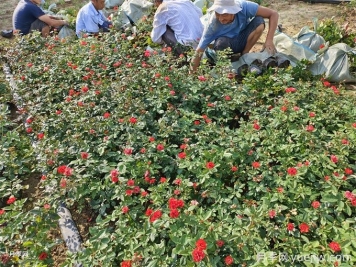 一年苗北京紅月季發(fā)貨河南洛陽(yáng)園林