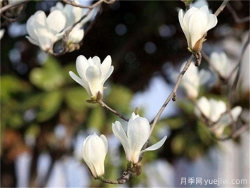 移植白玉蘭大樹的種植技術(shù)