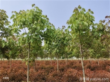 為什么樹木移植時(shí)都把向陽的枝給砍了？