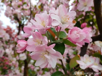 種植和養(yǎng)護海棠需要注意哪些問題？