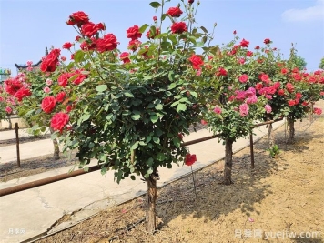 修復水生態(tài)系統(tǒng)、創(chuàng)造水邊和水中生物多樣性環(huán)境的12種方法