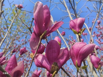 紫玉蘭栽培技術(shù)