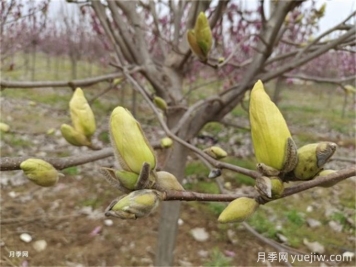 黃玉蘭高枝壓條育苗技術(shù)