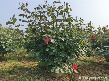 什么標(biāo)準(zhǔn)的花木原冠苗好？