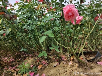 如何通過檢查根系顏色確定植物長勢？