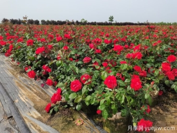 如何選擇適地適種且品質(zhì)優(yōu)良的草花種子？