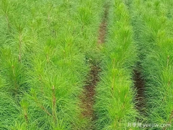 植物百科：濕地松