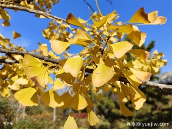 園林人必知，世界五大行道樹(shù)！