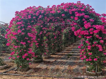 藤本植物必知四大類，你知道幾個？