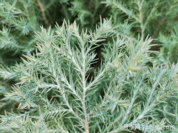 植物介紹：刺柏