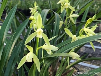 蘭花植料的種類及優(yōu)劣性盤點(diǎn)