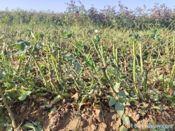 月季裸根苗種植時(shí)間？盆栽和地栽種植方法