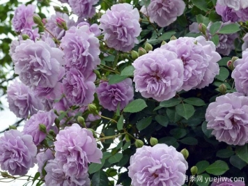 藍(lán)色陰雨月季，花色獨(dú)特勤花多頭