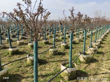 園林月季樹修剪常見問題及注意事項