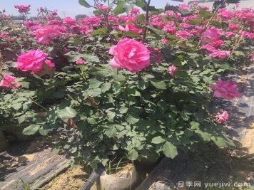 園林觀花、觀葉、觀干植物的整形修剪