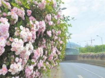 8萬多株月季進(jìn)入盛花期，月季成為杭州富陽城市綠化點睛之筆