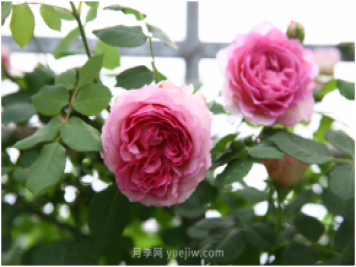 萊州月季花開上海花博會 百花斗妍崇明島